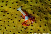 Zenopontonia rex-Lembeh Rojos-18m-20241012-da-DSC_4347_tn